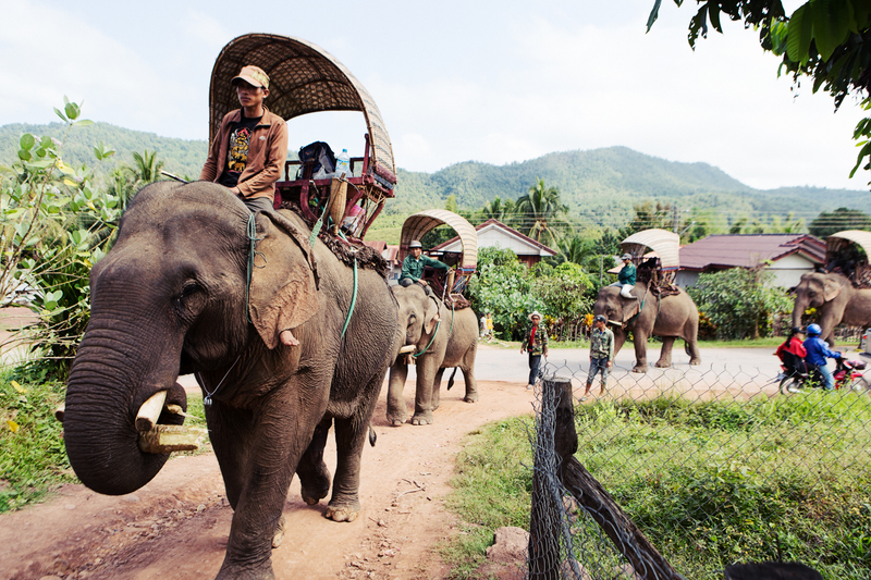 The elephants arrive in a small village for a lunch break on the way to Ban Nongnong.Tara Rice Photography